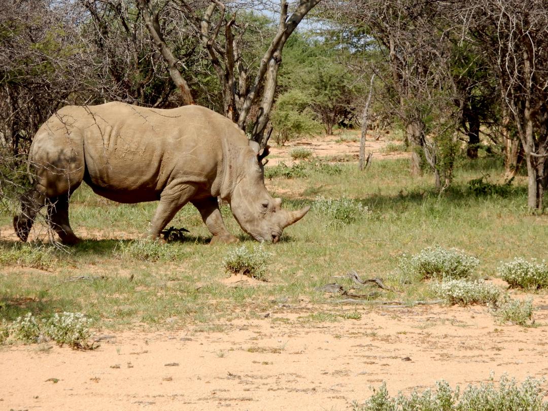 Elephants in Namibia